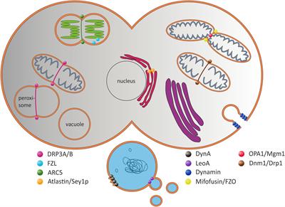 Dynamin-Like Proteins Are Potentially Involved in Membrane Dynamics within Chloroplasts and Cyanobacteria
